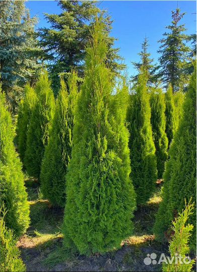Туя Смарагд/Оптом