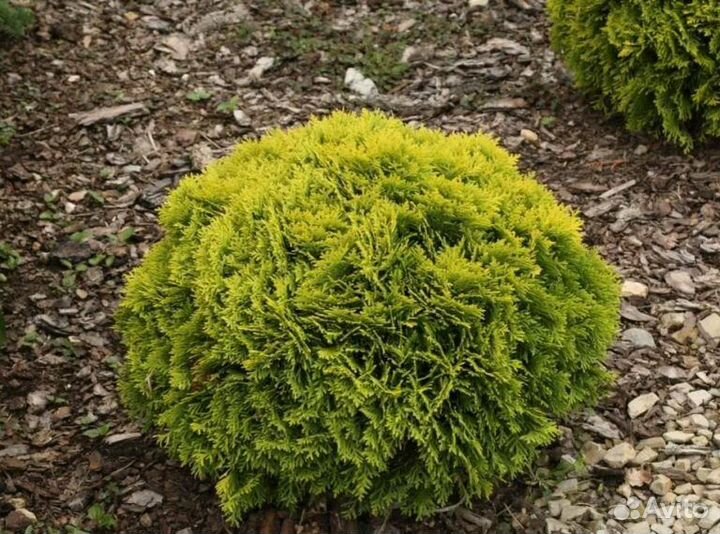 Туя Мириам, Смарагд, Спиралис и др