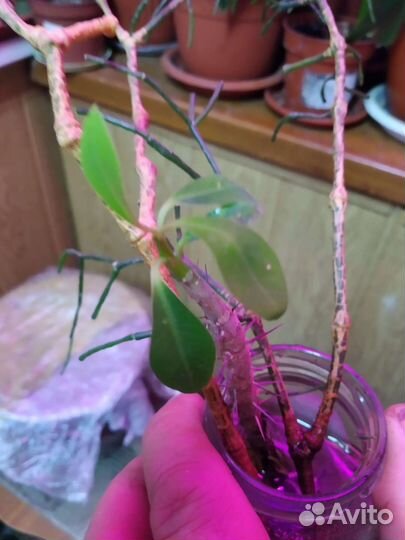 Комнатные растения