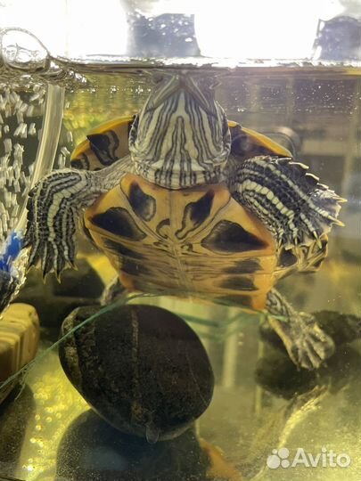 Красноухая черепаха с аквариумом
