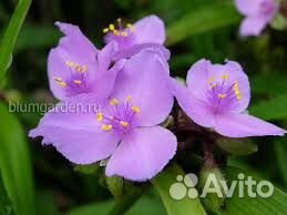 Продам дицентру, монарду и другие садовые растения