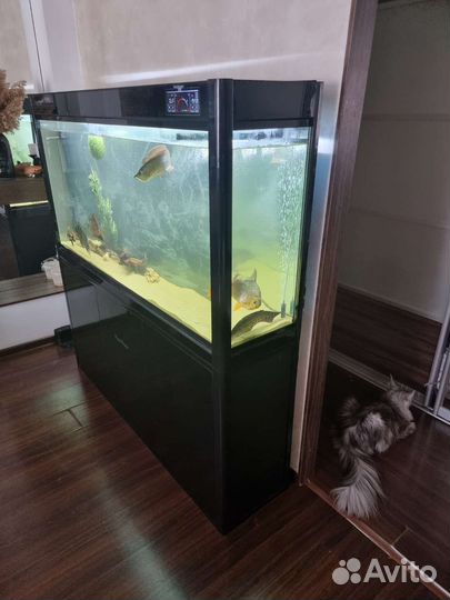 Аквариум