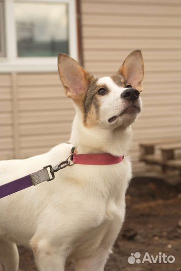 Собака Донна