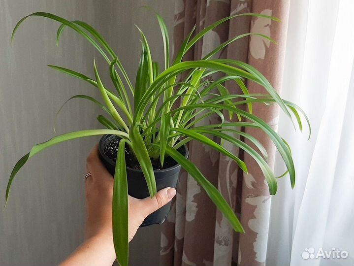 Хлорофитум