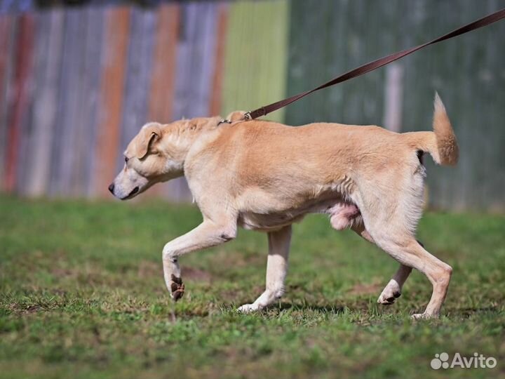 Спасите Луи