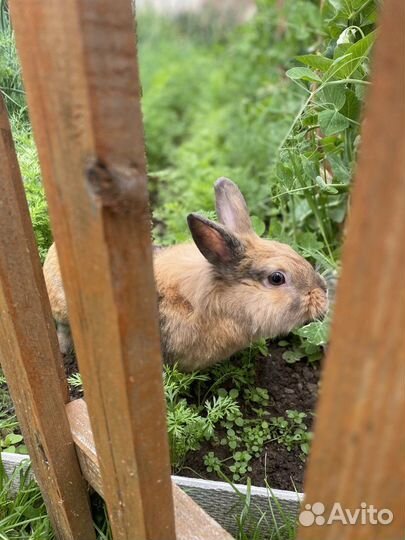 Кролик для спаривания. Вязки (Сам кролик не продае