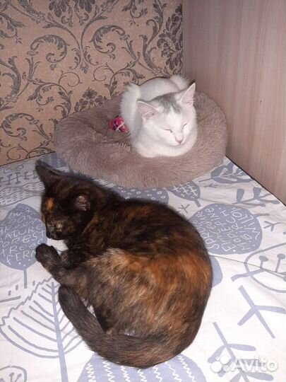 Передержка животных На связи 24/7(не гостиница)