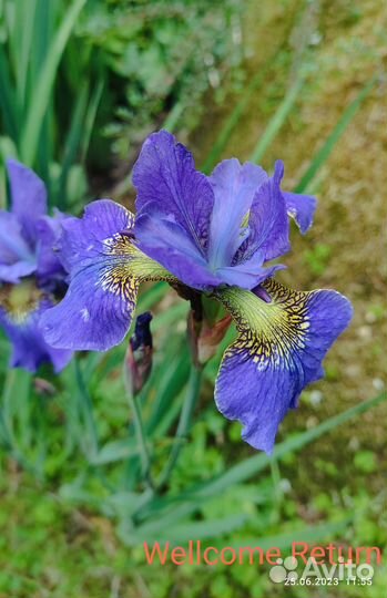 Ирис сибирский
