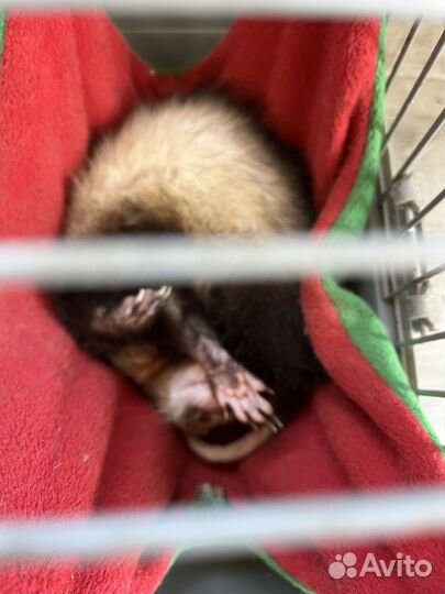 Хорек девочка