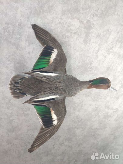 Чучела уток