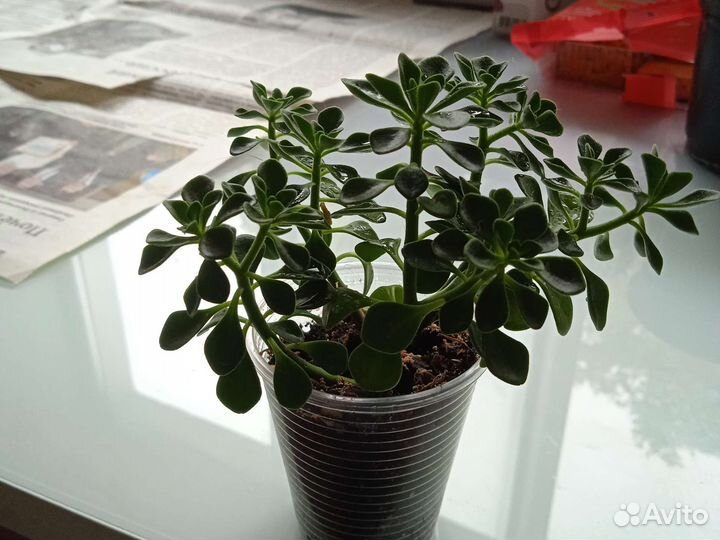 Аихризон декабрист.фиалка фикус