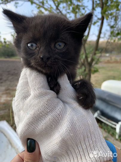 Котята в дар бесплатно