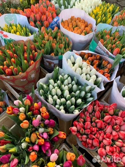 Тюльпаны к 8 марта оптом предзаказ от 1000 штук
