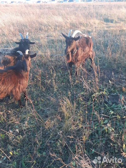 Козы, козёл