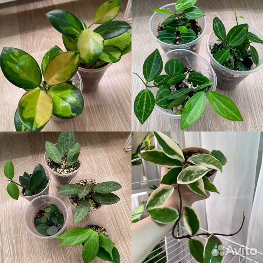 Хойи сортовые