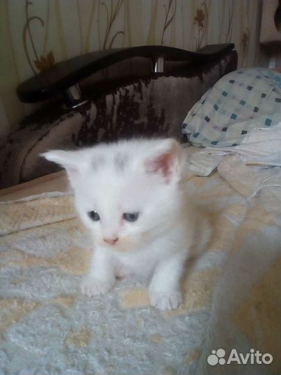 Кошка в дар бесплатно