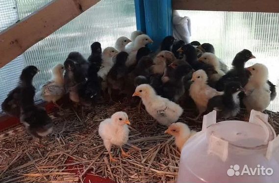 Цыплята, два месяца