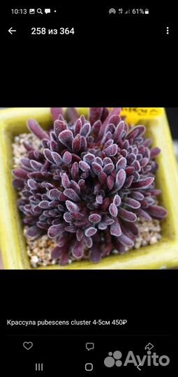 Оптовые совместные закупки суккулентов