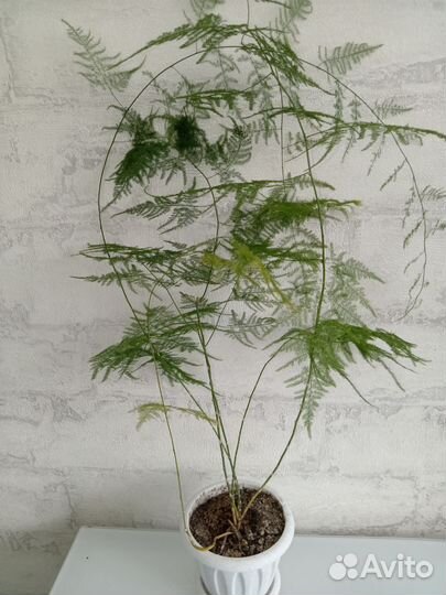 Аспарагус перистый