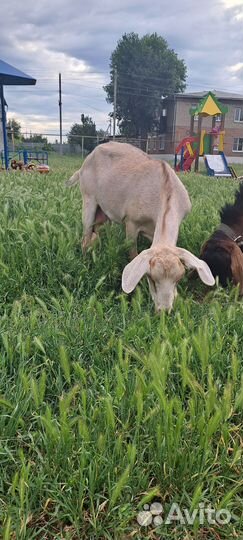 Нубийские козы