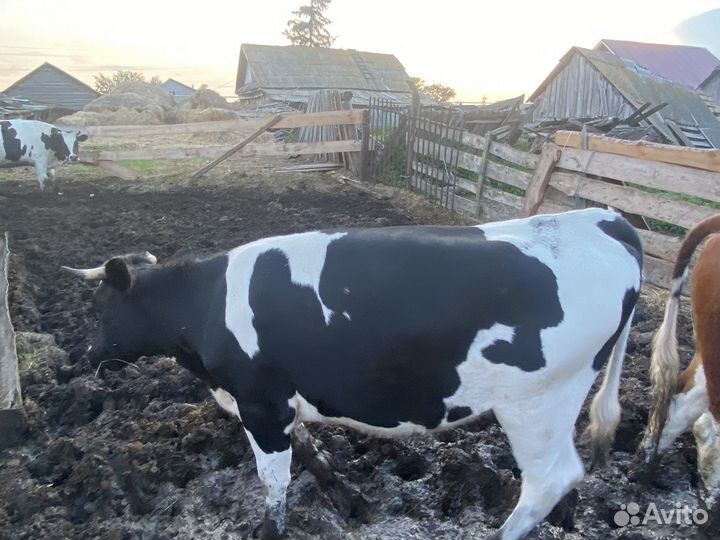 Телки на мясо