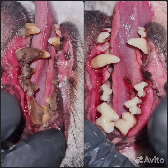 Ультразвуковая чистка зубов животным