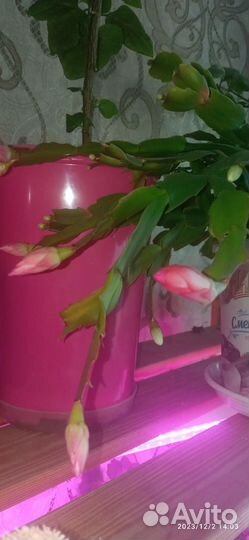 Декабрист шлюмбергера