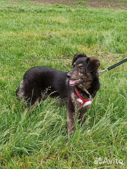 Нежная Ляля ищет дом. Очень нужны добрые руки