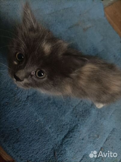 Отдам бесплатно котенка