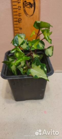 Комнатные растения альтернантера, хлорофитум и др