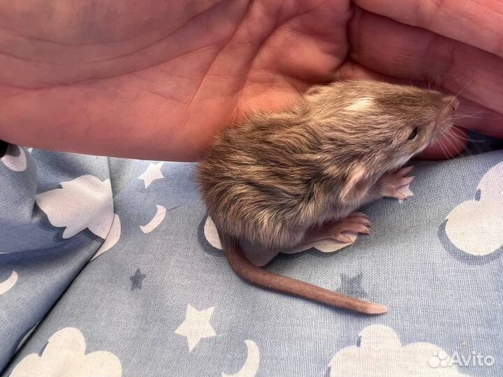 Крысята Дамбо, шерсть Лонг (лонгхэйер)