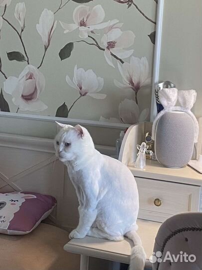 Стрижка кошек на дому