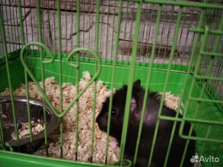 Сирийский хомяк