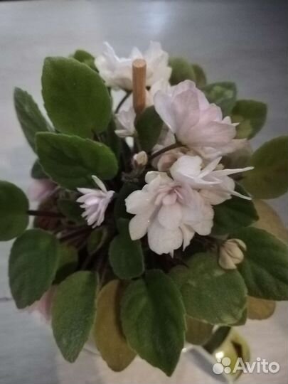 Фиалка полумини трейлер