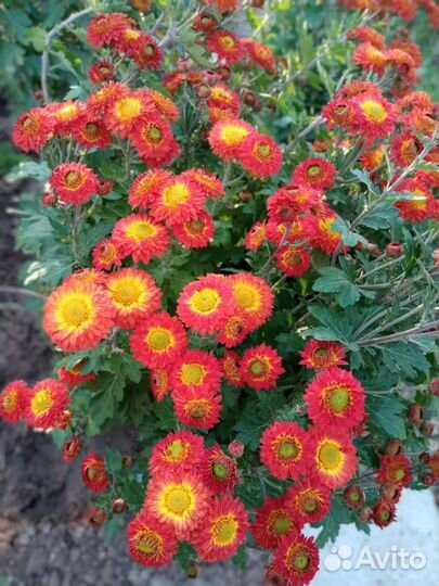 Хризантема редкой расцветки