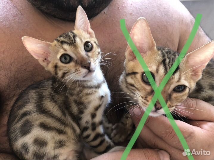 Бенгальские котята