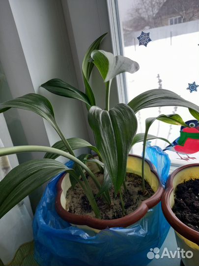 Излишки цветов отростки