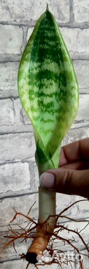 Сансевиерия Футура Суперба