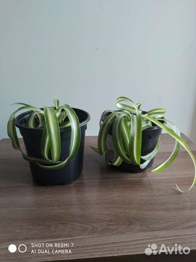 Хлорофитум кудрявый