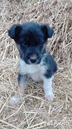 Найдена собака