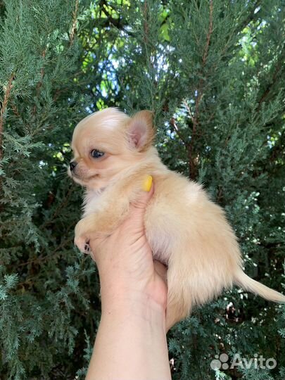 Чихуахуа мини мальчик