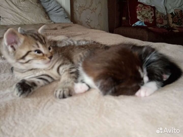 Кошка в дар бесплатно