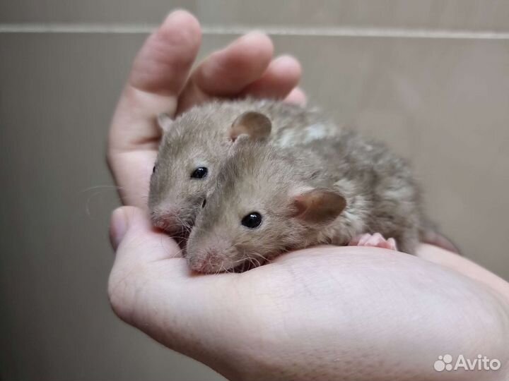 Крыса крысята дамбо рекс сфинкс от заводчика