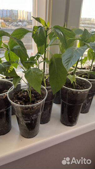 Рассада помидор, огурцов, сладкого перца