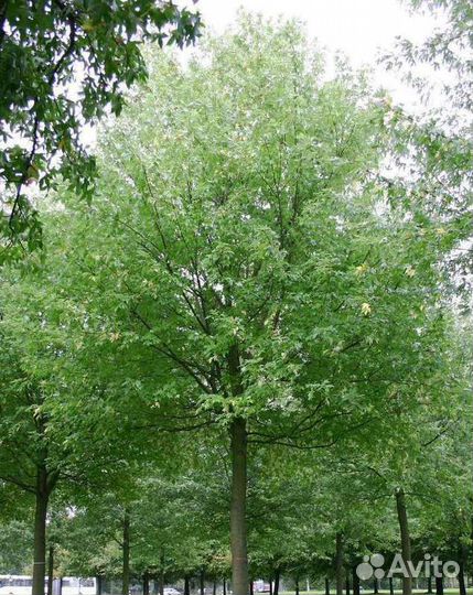 Клен сахаристый Лациниатум Виери/350-400 см о/с 10