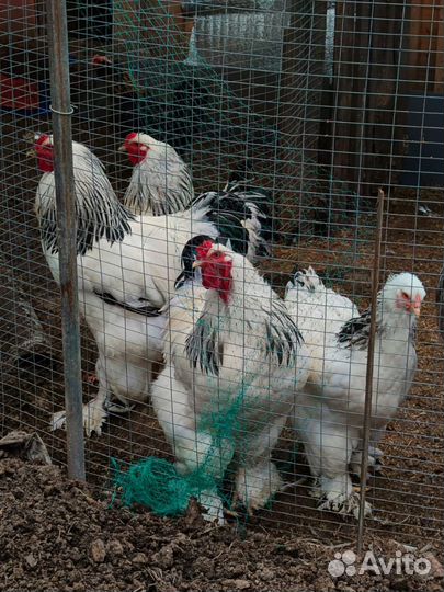 Петух брама