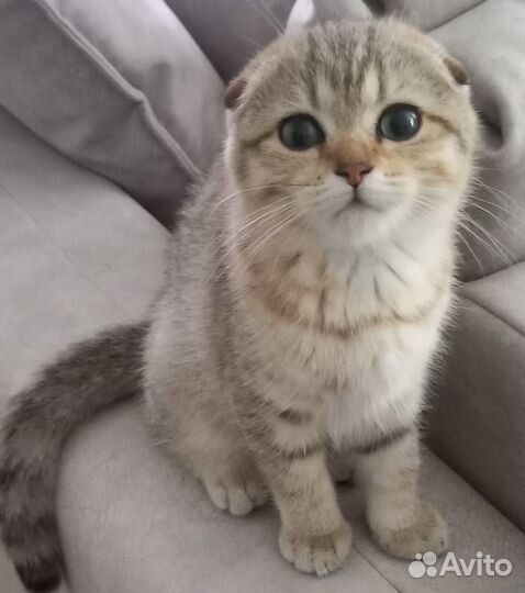 Шотландская вислоухая кошечка