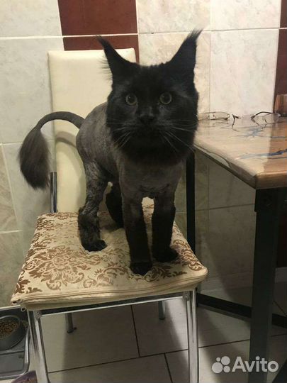 Стрижка котов и кошек. Экспресс линька,тримминг