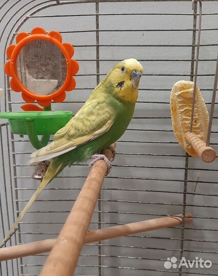 Волнистые попугаи