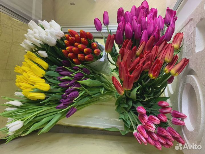 Тюльпаны предзаказ